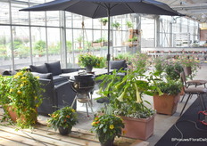 Een mooi terras met planten gepresenteerd bij binnenkomst.